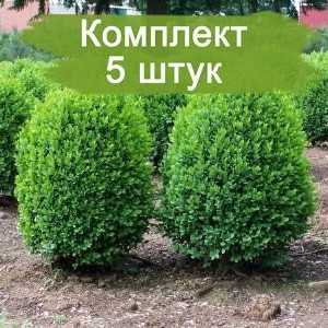 Комплект 5шт / Самшит мелколистный Фолкнер