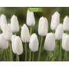 Луковицы тюльпана Альбатрос (Albatros) -  5 шт.